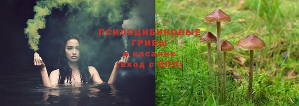 крисы Бородино